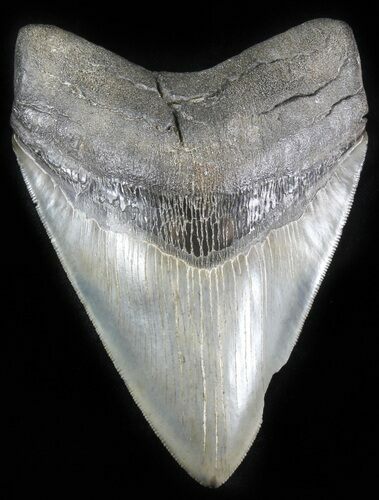 Serrated Megalodon Tooth - Savannah, Georgia #30057